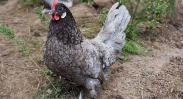 Popis a produkce vajec nejlepších plemen nosnic pro dům, jak si vybrat pro farmu